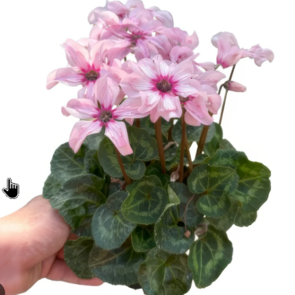 Cyclamen Illusia