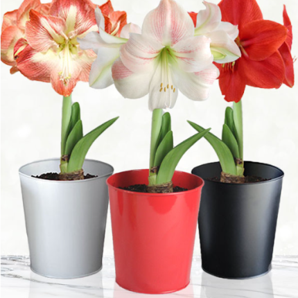 Amaryllis Single Bloom (1 Stem)