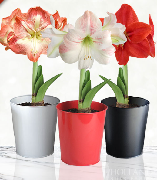 Amaryllis Single Bloom (1 Stem)