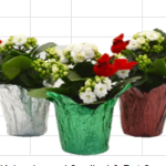 Kalanchoe Double white/ PC & Cardinal