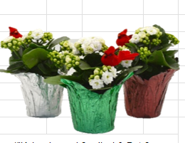 Kalanchoe Double white/ PC & Cardinal