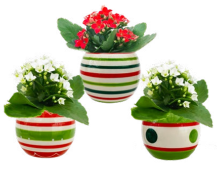 Elfmas Striped Mini