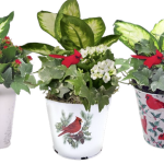 Christmas Tin Mix Large