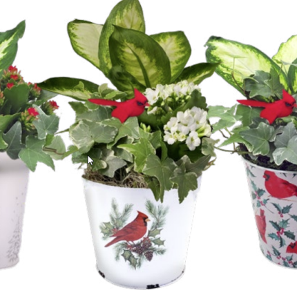 Christmas Tin Mix Large
