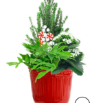 Candy Cane Garden Small