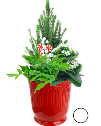 Candy Cane Garden Small