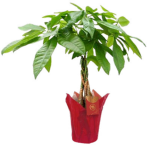 Money Tree