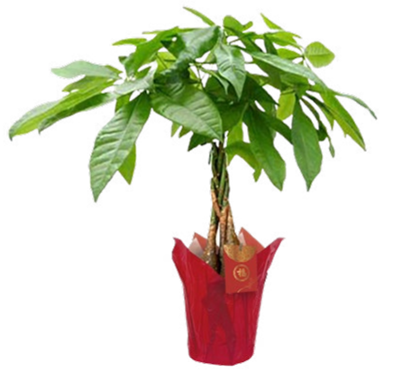 Money Tree Money Tree