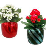 Garland Striped