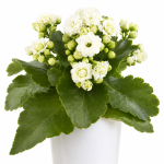 Kalanchoe Double white