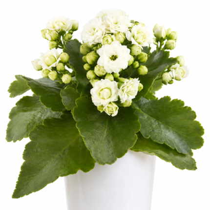 Kalanchoe Double white