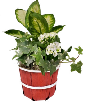 Bushel & Peck Small