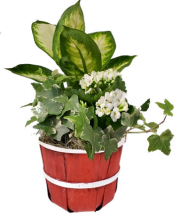 Bushel & Peck Small Bushel & Peck Small
