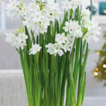 Paperwhites