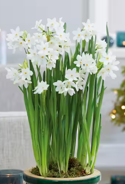 Paperwhites