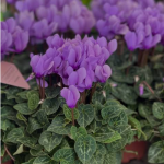 Cyclamen Dragon Blues