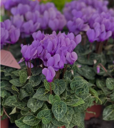 Cyclamen Dragon Blues