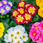 Primula