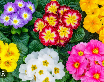 Primula