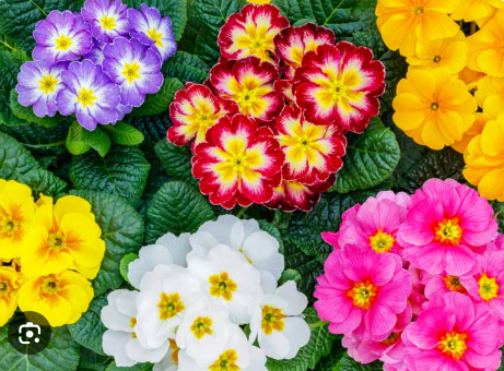 Primula Primula