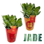 Jade in Plant Pocket