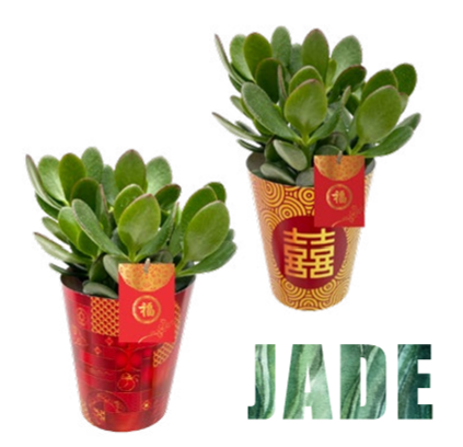Jade in Plant Pocket