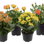 Florist Plant Mix - Rose, Kalanchoe
