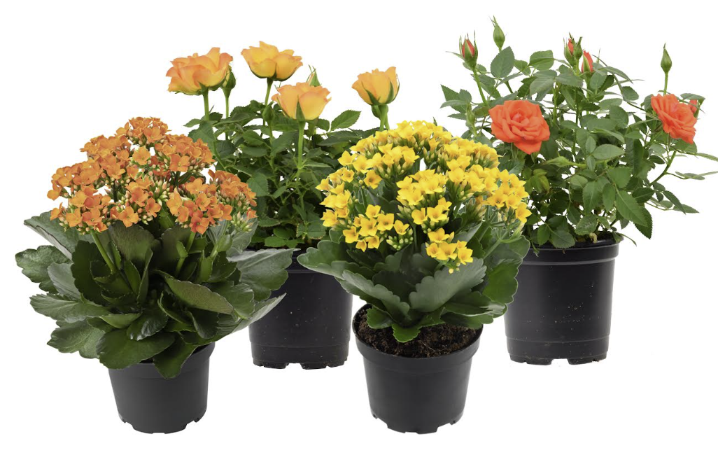 Florist Plant Mix - Rose, Kalanchoe Florist Plant Mix - Rose, Kalanchoe