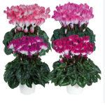Cyclamen Indiaka