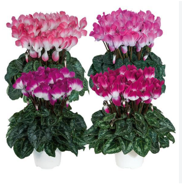 Cyclamen Indiaka