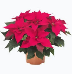 Poinsettia Princettia