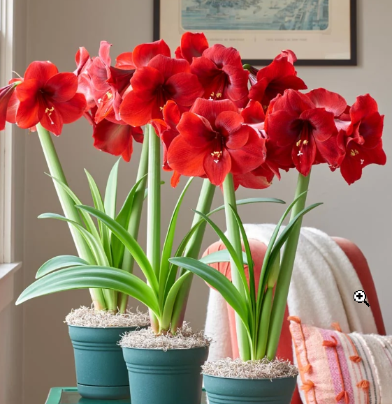 Amaryllis Single Bloom (2 Stem)