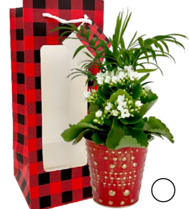 Angel Garden in Gift Bag Small