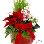 Candy Cane Garden Large