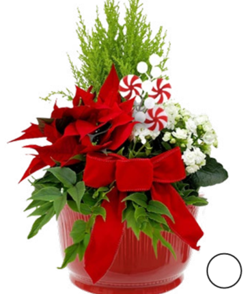 Candy Cane Garden Large