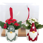 Donsey Mini 2 Pack