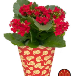 Good Fortune Plant Pocket