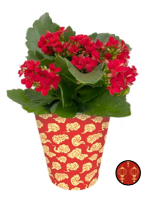 Good Fortune Plant Pocket