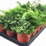 Assorted Fern