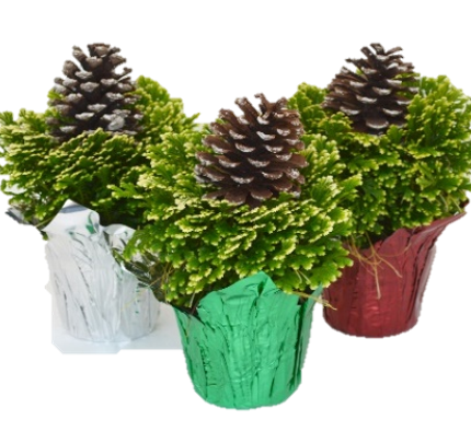 Frosty Fern 6" W/ PC & Pinecone Pick