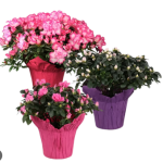 Azaleas