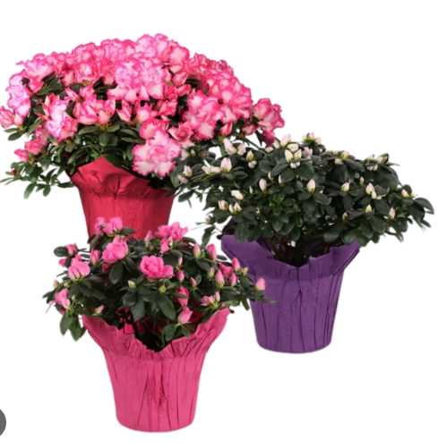 Azaleas Azaleas