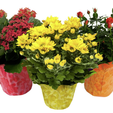 Florist Plant Mix - Rose, Kalanchoe, Mum