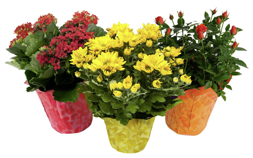Florist Plant Mix - Rose, Kalanchoe, Mum Florist Plant Mix - Rose, Kalanchoe, Mum