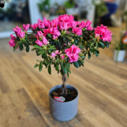 Azalea Trees