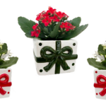 Cadeau Gift Mini