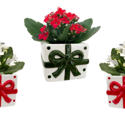 Cadeau Gift Mini