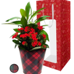 Pinery G Sleeve Garden Small