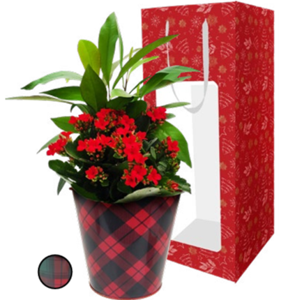 Pinery G Sleeve Garden Small