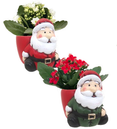 Jolly Santa Mini